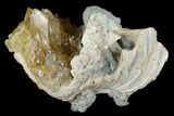 Partial Fossil Clam With Fluorescent Calcite - Ruck's Pit, FL #175669-1
